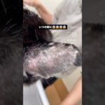 ちよちゃんにカビ⁉️ #猫, #cat ,#猫糖尿病 ,#FIP ,#奇跡 ,#ハチワレ,#スコティッシュフォールド,