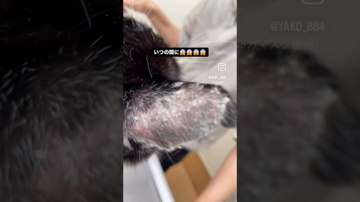 ちよちゃんにカビ⁉️ #猫, #cat ,#猫糖尿病 ,#FIP ,#奇跡 ,#ハチワレ,#スコティッシュフォールド,