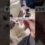 チュール横取り風太君！😅　#猫, #cat ,#猫糖尿病 #FIP ,#奇跡