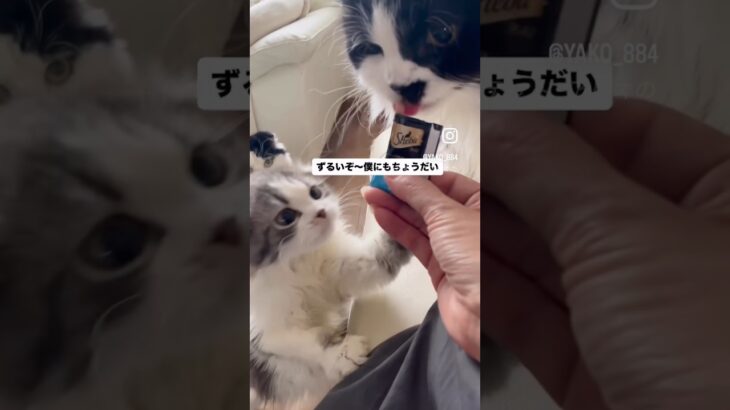 チュール横取り風太君！😅　#猫, #cat ,#猫糖尿病 #FIP ,#奇跡