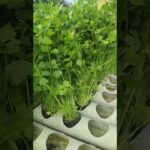 seledri amigo dengan sistem NFT #berkebun  #hidroponik