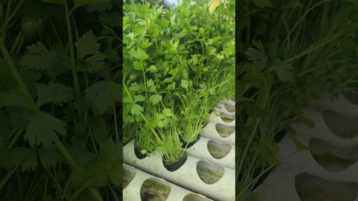 seledri amigo dengan sistem NFT #berkebun  #hidroponik