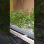 seledri hidroponik sistem nft