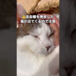 糖尿病と闘う猫に起きた奇跡 #猫 #糖尿病 #保護猫 #shorts