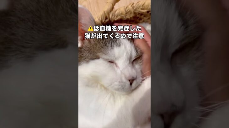 糖尿病と闘う猫に起きた奇跡 #猫 #糖尿病 #保護猫 #shorts