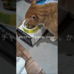 またかわいいコチャとの生活だね #ねこ  #糖尿病網膜症  #元野良猫