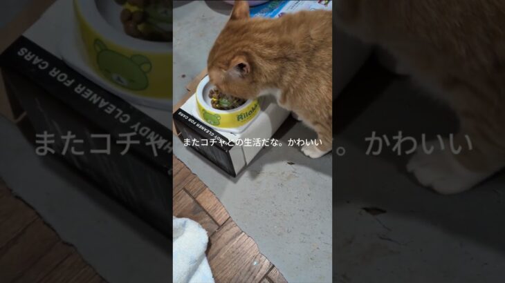 またかわいいコチャとの生活だね #ねこ  #糖尿病網膜症  #元野良猫