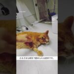 今回ご紹介した糖尿病の猫ちゃん。飼い主さんが最初に気づいた変化は、「お水をたくさん飲む」「おしっこの量が増える」というものでした。