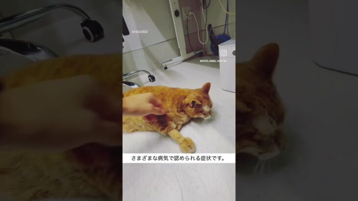今回ご紹介した糖尿病の猫ちゃん。飼い主さんが最初に気づいた変化は、「お水をたくさん飲む」「おしっこの量が増える」というものでした。