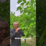 糖尿病患者的小助手 桑叶 有些糖尿病的朋友啊，总是问一个问题，有没有哪种茶叶经常泡水喝能够有助于缓解糖尿病的口渴的这些症状？前几天去西平植物园看到了碧绿碧绿的桑叶。突然想到桑叶不就是一种很好推荐…