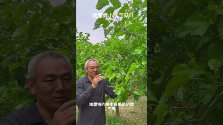 糖尿病患者的小助手 桑叶 有些糖尿病的朋友啊，总是问一个问题，有没有哪种茶叶经常泡水喝能够有助于缓解糖尿病的口渴的这些症状？前几天去西平植物园看到了碧绿碧绿的桑叶。突然想到桑叶不就是一种很好推荐…
