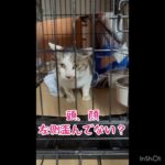 またもや糖尿病の猫！　#保護猫  #ねこ #糖尿病