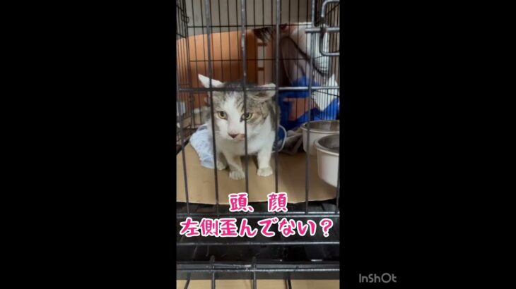 またもや糖尿病の猫！　#保護猫  #ねこ #糖尿病