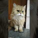 糖尿病美貓
