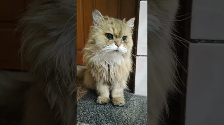 糖尿病美貓