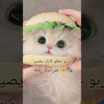 #waifu #games #nft  كيووت🐣🤧🎀🥹🐾😽#قطط