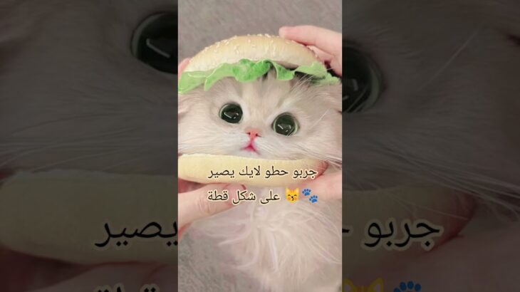 #waifu #games #nft  كيووت🐣🤧🎀🥹🐾😽#قطط