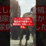 久しぶりの投稿をしたら、糖尿病だと告白しててwww　#糖尿病 　