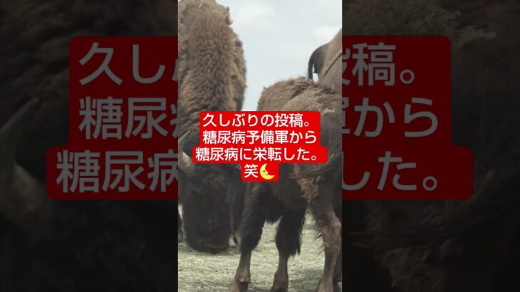 久しぶりの投稿をしたら、糖尿病だと告白しててwww　#糖尿病 　