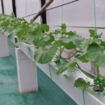 13 HST Melon Hidroponik Greenhouse sistem NFT