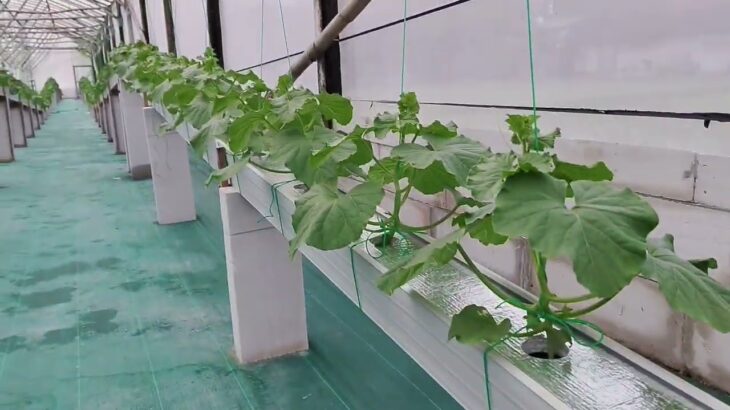 13 HST Melon Hidroponik Greenhouse sistem NFT