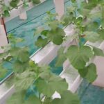 14 HST Melon Hidroponik Greenhouse sistem NFT