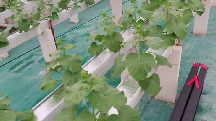 14 HST Melon Hidroponik Greenhouse sistem NFT
