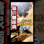 【猫糖尿病】16歳の高齢飼い猫の突然の糖尿病 #猫糖尿病 #保護猫 #シニア猫 #保護猫活動 #shorts
