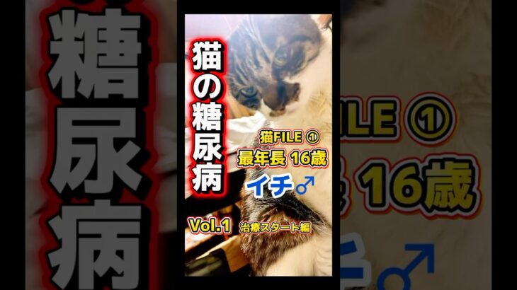 【猫糖尿病】16歳の高齢飼い猫の突然の糖尿病 #猫糖尿病 #保護猫 #シニア猫 #保護猫活動 #shorts