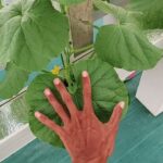 17 HST Melon Hidroponik Greenhouse sistem NFT