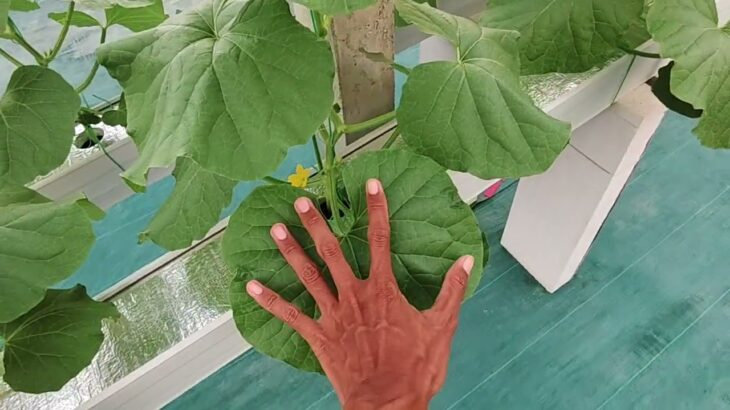 17 HST Melon Hidroponik Greenhouse sistem NFT