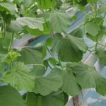19 HST Melon Hidroponik Greenhouse sistem NFT