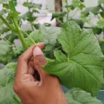 23 HST Melon Hidroponik Greenhouse sistem NFT