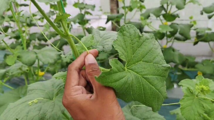 23 HST Melon Hidroponik Greenhouse sistem NFT