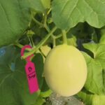 31 HST Melon Hidroponik Greenhouse sistem NFT