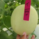 34 HST Melon Hidroponik Greenhouse sistem NFT