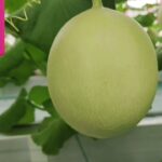 35 HST Melon Hidroponik Greenhouse sistem NFT