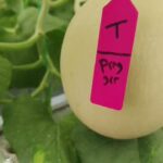 36 HST Melon Hidroponik Greenhouse sistem NFT