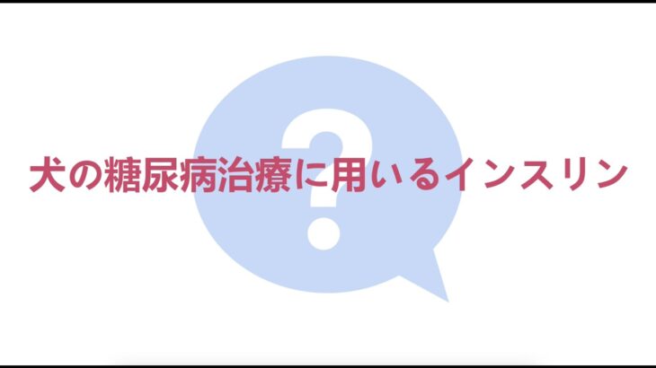 犬の糖尿病ー7