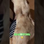 癌と糖尿病😢だいぶ痩せてきたCancer and diabetes… 😢 He has lost a lot of weight.