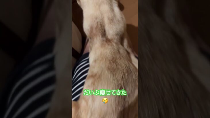 癌と糖尿病😢だいぶ痩せてきたCancer and diabetes… 😢 He has lost a lot of weight.