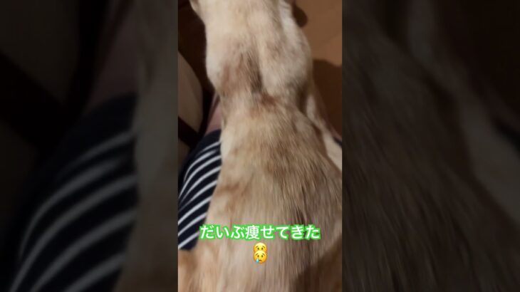 癌と糖尿病だいぶ痩せてきたCancer and diabetes… 😢 He has lost a lot of weight.
