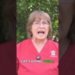Cat Diabetes: Diet, Weight, and When Insulin is Needed