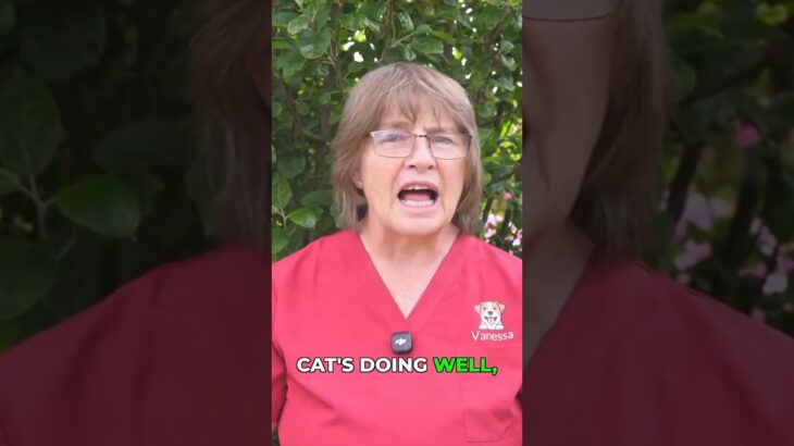 Cat Diabetes: Diet, Weight, and When Insulin is Needed