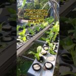 Guli NFT System dari talang air #urbangarden #hidroponik #gulihidroponik #diy #belajarhidroponik