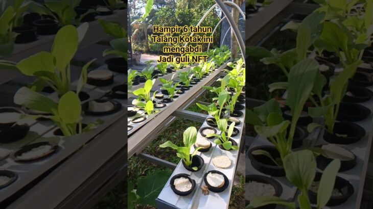 Guli NFT System dari talang air #urbangarden #hidroponik #gulihidroponik #diy #belajarhidroponik