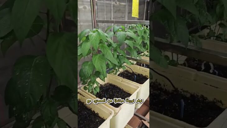 ​فحص جودة قنوات الزراعة المائية (NFT) في المصنع قبل الشحن