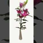 #NFT #ART #FLOWER #opensea #zora #openseanft #nftcommunity  #nftartist #nftcollections