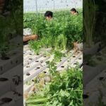 NFT Channels