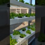 NFT hydroponics #hydroponics #lettuce #butuanlettuce